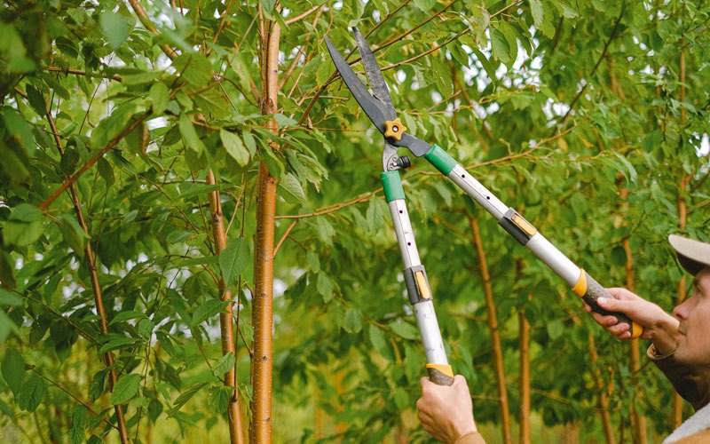 Tree trimming in Wappingers Falls, NY